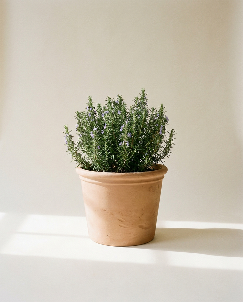 Hand-thrown natural terracotta planter with aged patina finish in warm sunlight