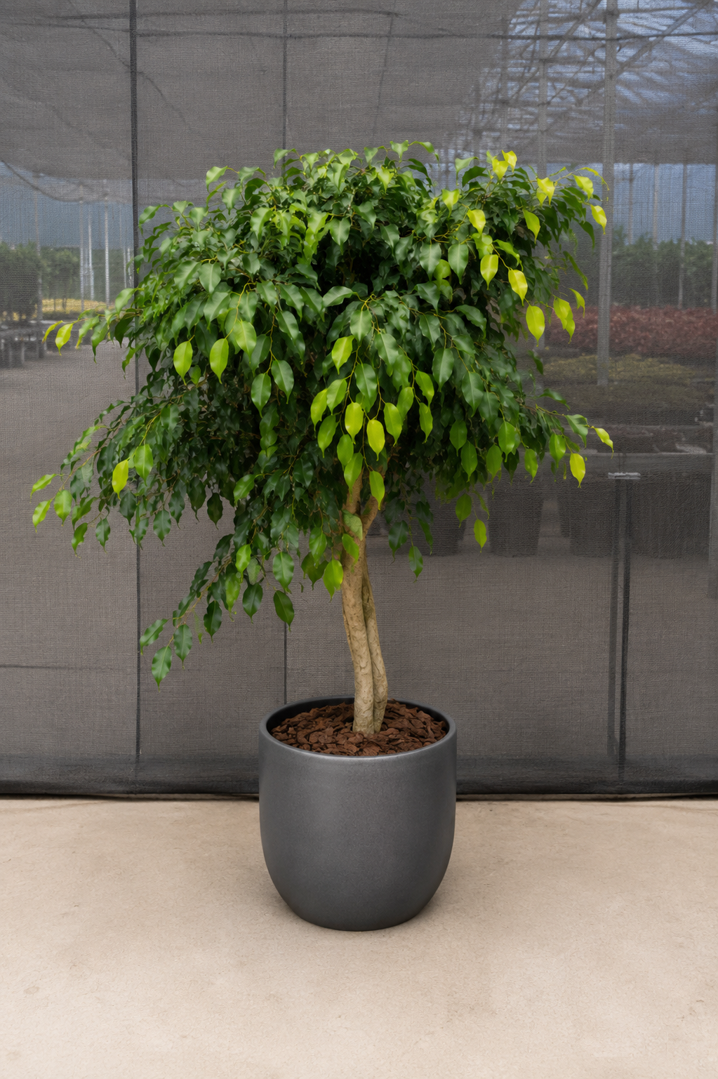 Potted plant with green leaves in a gray pot on a reflective floor.