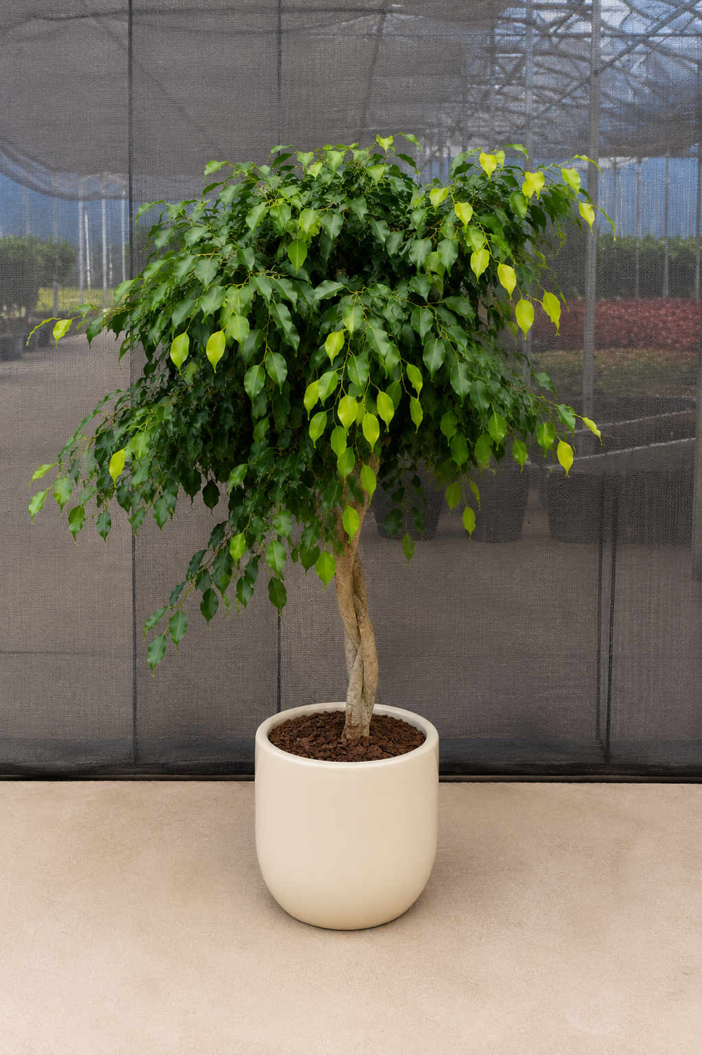 Potted plant with green leaves in a white pot on a neutral background