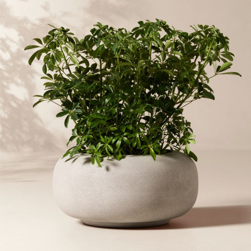 Anique Round Cement Indoor/Outdoor Planters - Grey - Medium 12"H