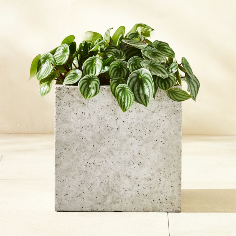 Ash Cement Outdoor Planters - Grey - Medium 15.5"H
