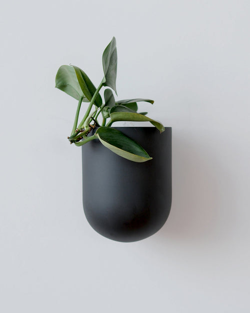 Black wall-mounted planter with a green plant on a light gray background