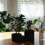 Misewell Double Planter in black with sage foliage
