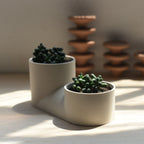 Misewell Double Planter styled with trailing greenery