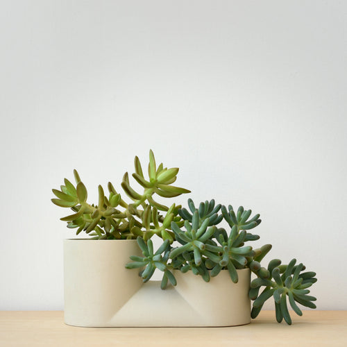 Misewell Double Planter planted with cascading succulents