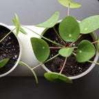Misewell Double Planter — profile view showing both tiers