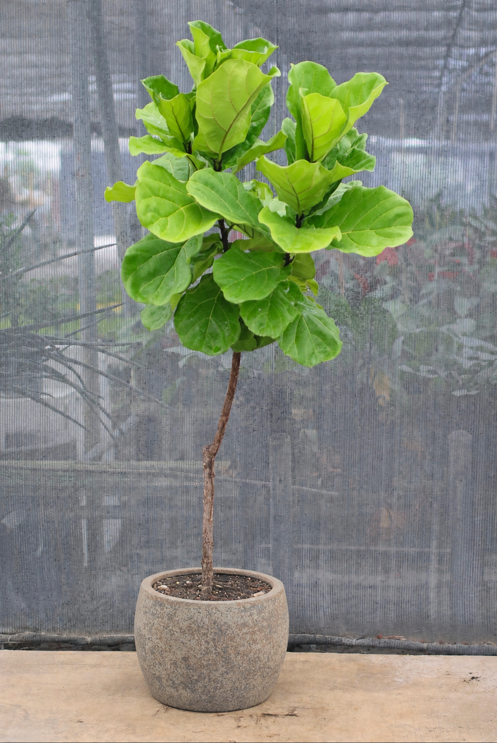 Potted fiddle leaf fig plant on a wooden surface with a blurred background