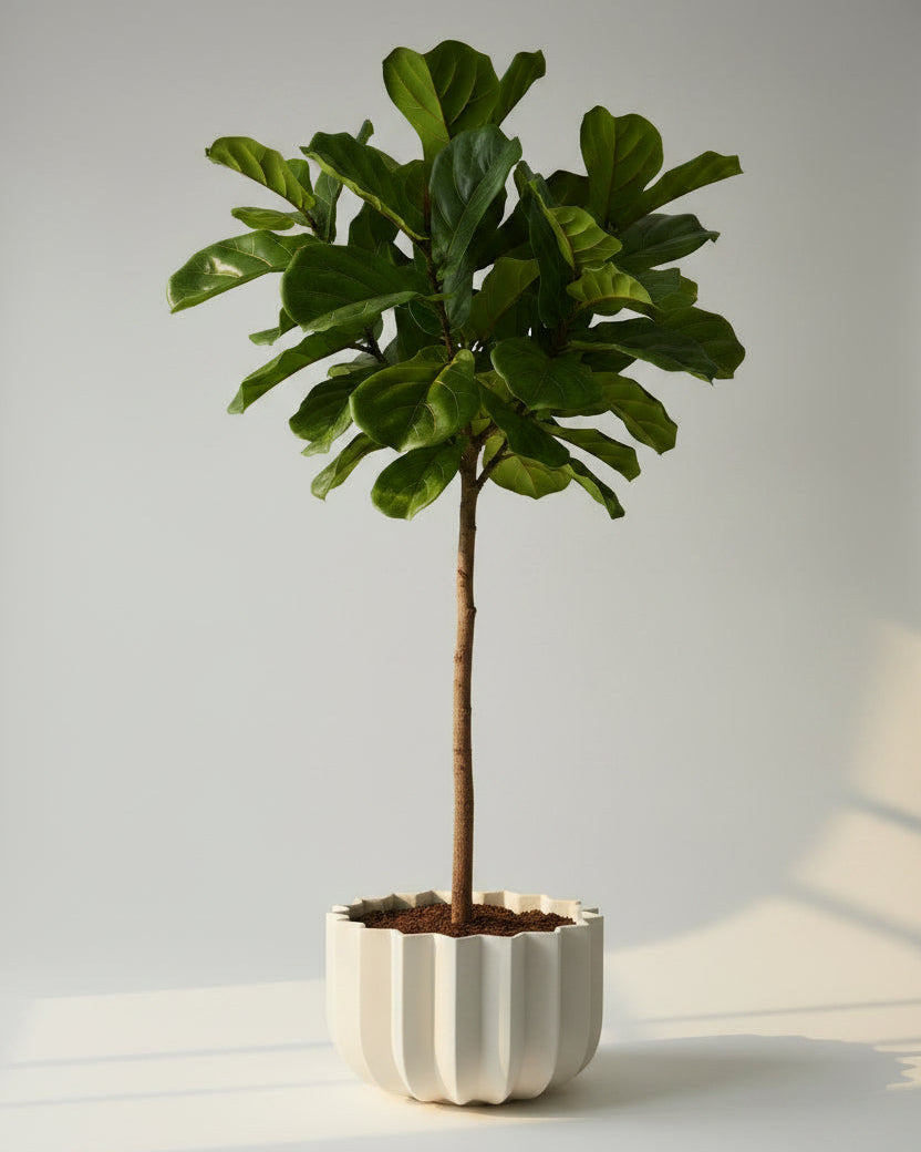 Misewell Wrap Planter in dune — fluted ceramic planter with fiddle leaf fig