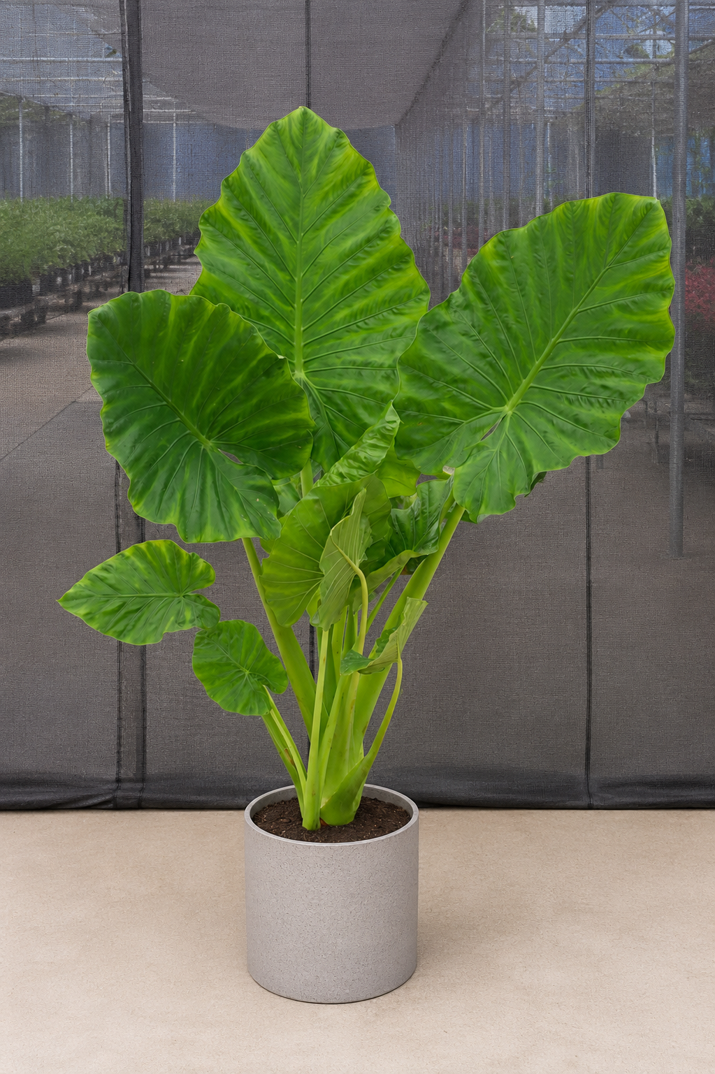 Potted plant with large green leaves on a neutral background