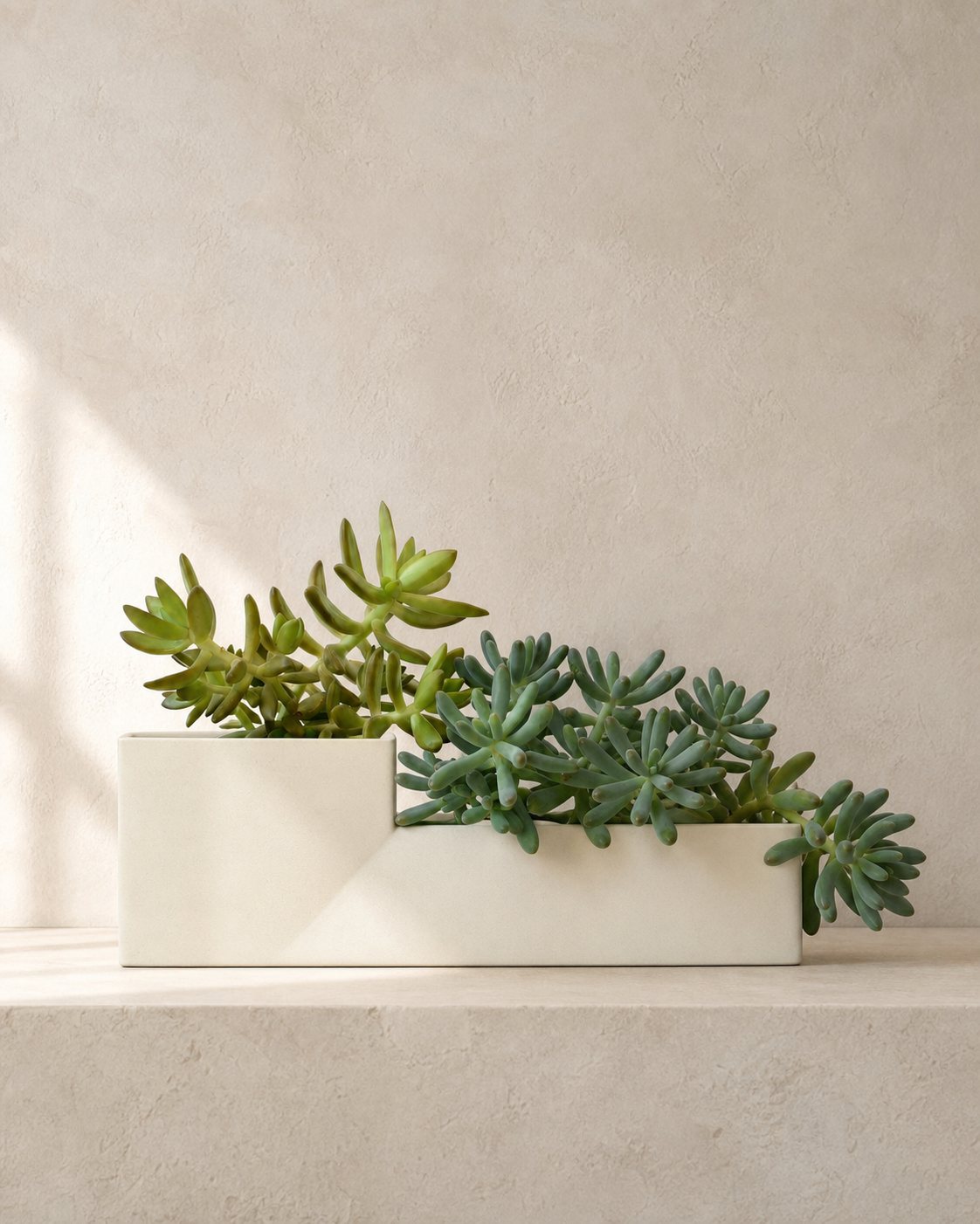 Double Planter with cascading succulents in warm architectural studio light