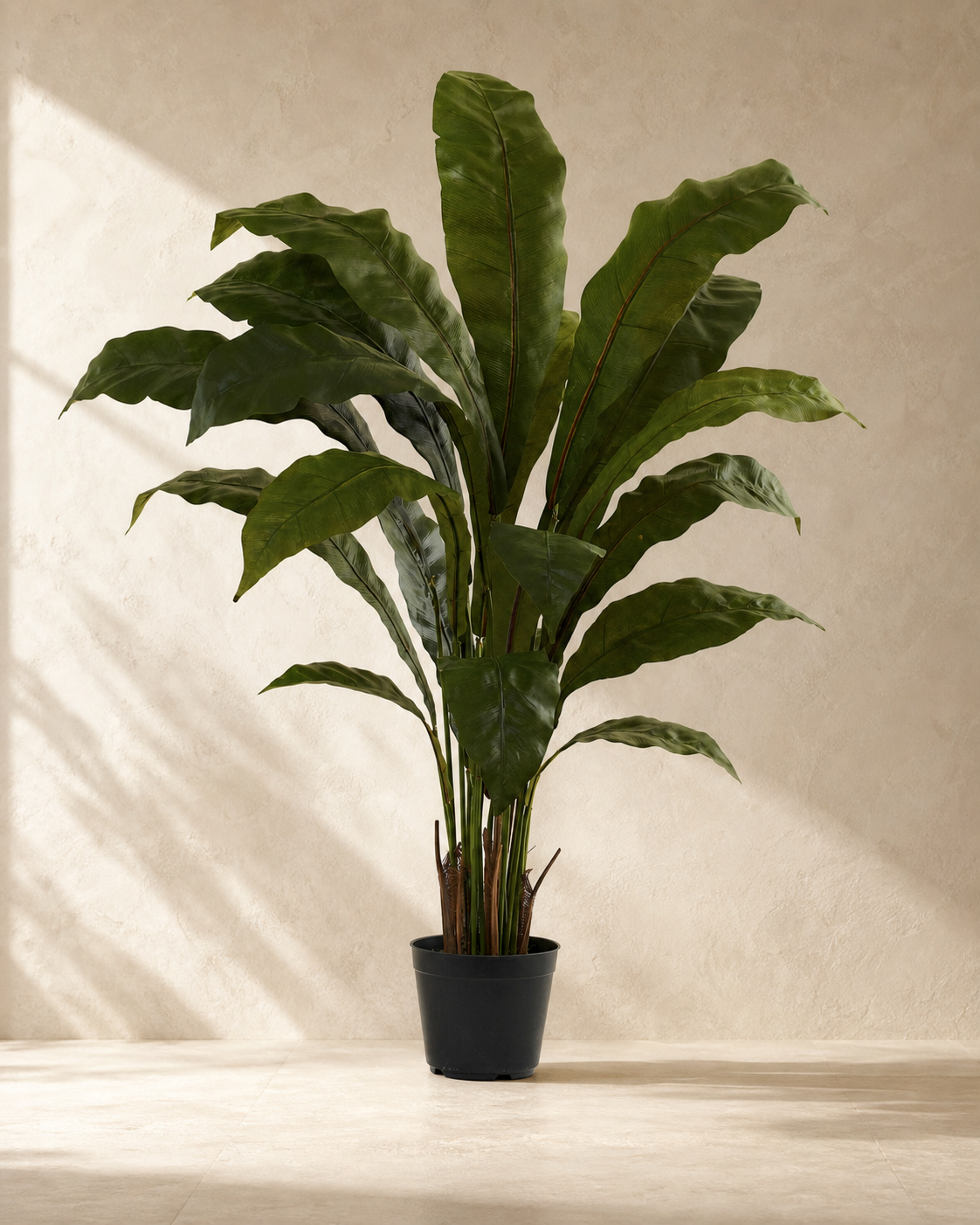 Faux Birds Nest Plant in warm architectural studio light