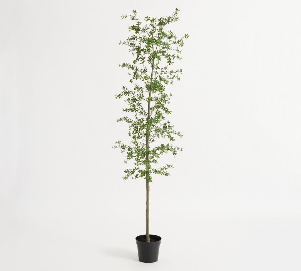 Potted Olive Tree, Mini Leaf 9Ft
