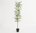 Potted Olive Tree, Mini Leaf 9Ft