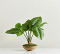 Composed Elephant Ear Plant – 36"H