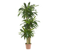 Faux Potted Corn Stalk Dracaena Plant