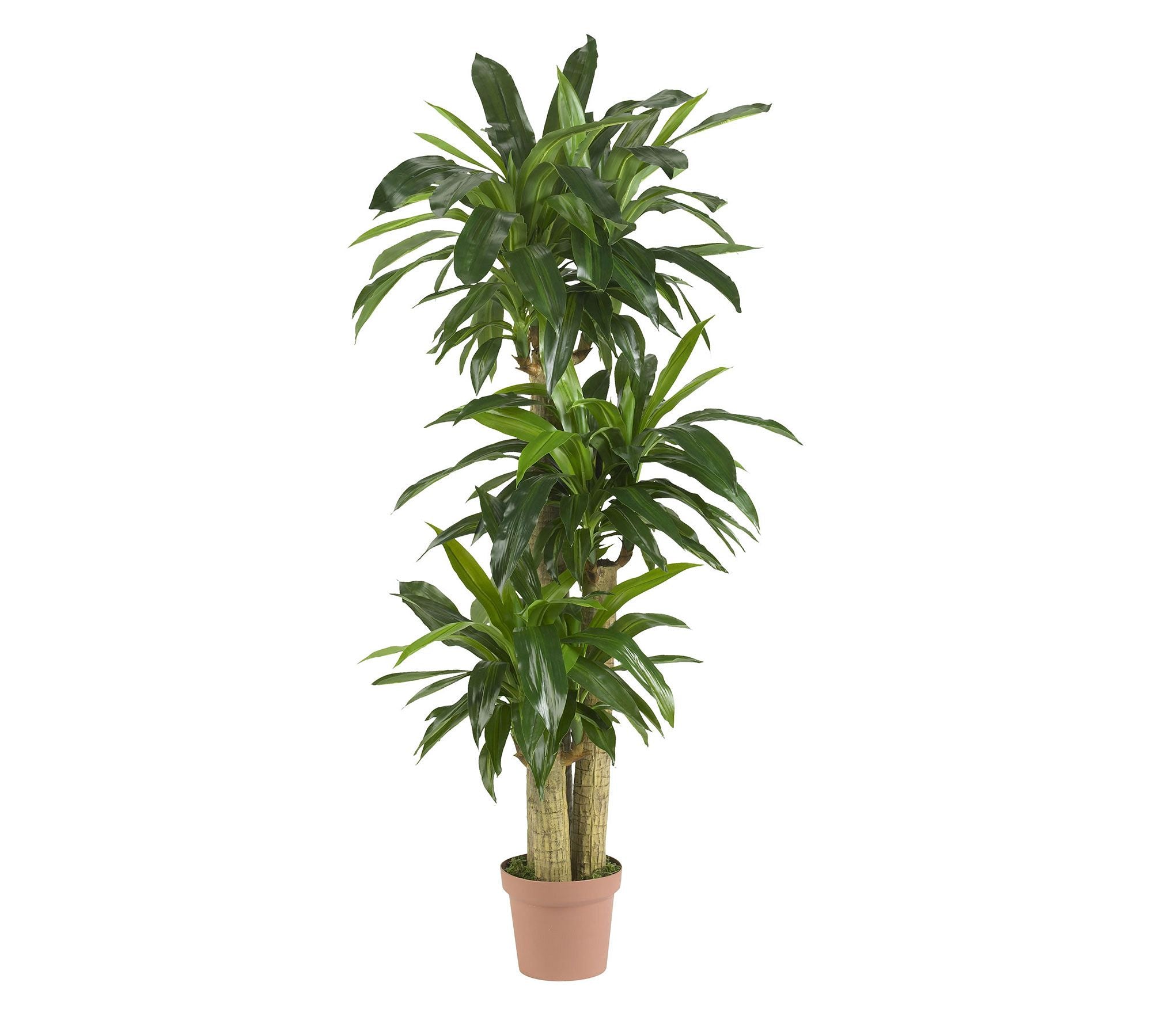 Faux Potted Corn Stalk Dracaena Plant