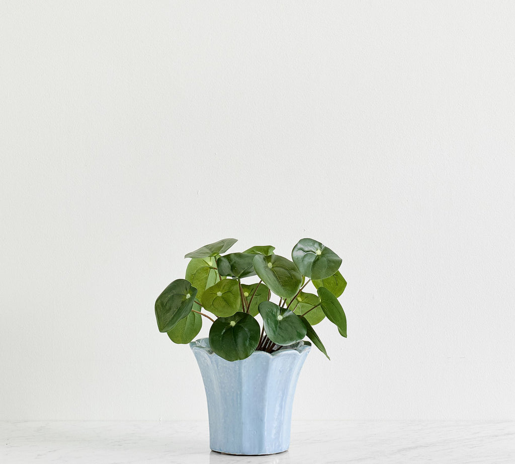 Elephant Ear Plant Small