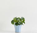 Elephant Ear Plant Small