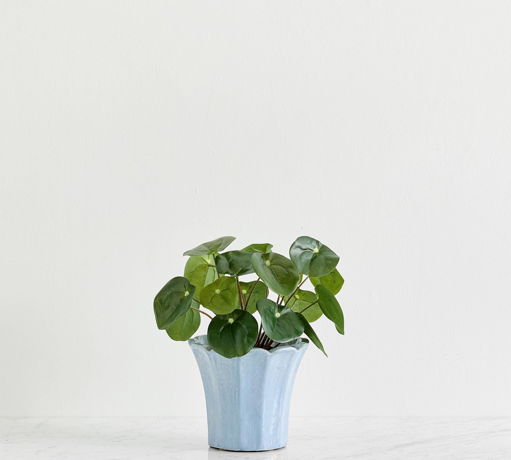 Elephant Ear Plant Small