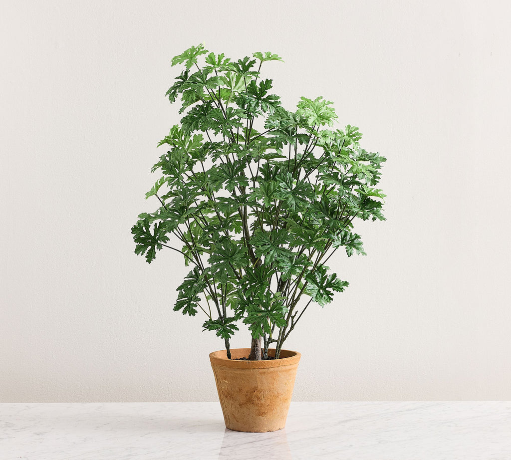 Potted Citronella 36"H