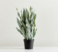 Faded Whale Fin Plant – 36"H