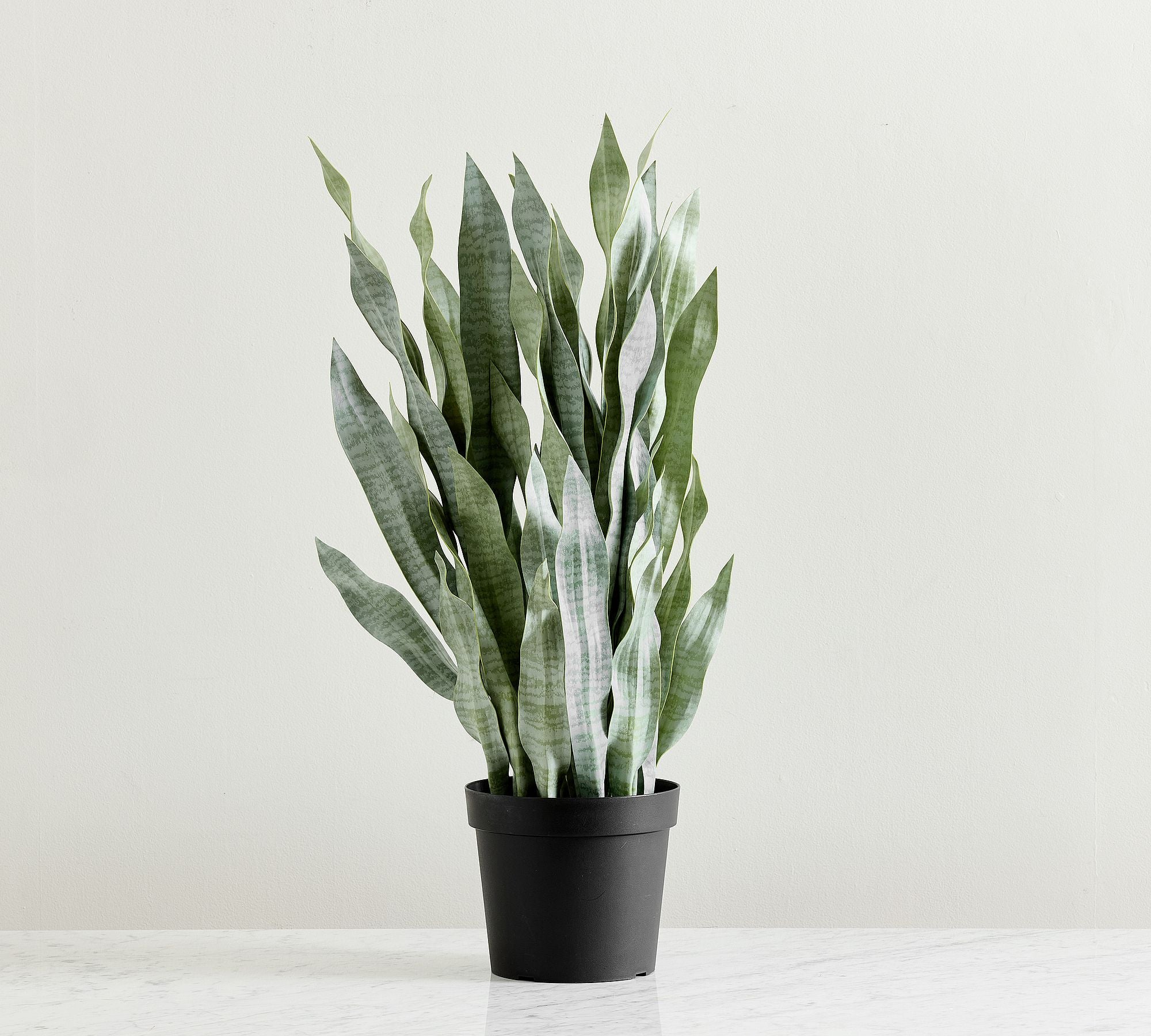 Faded Whale Fin Plant – 36"H