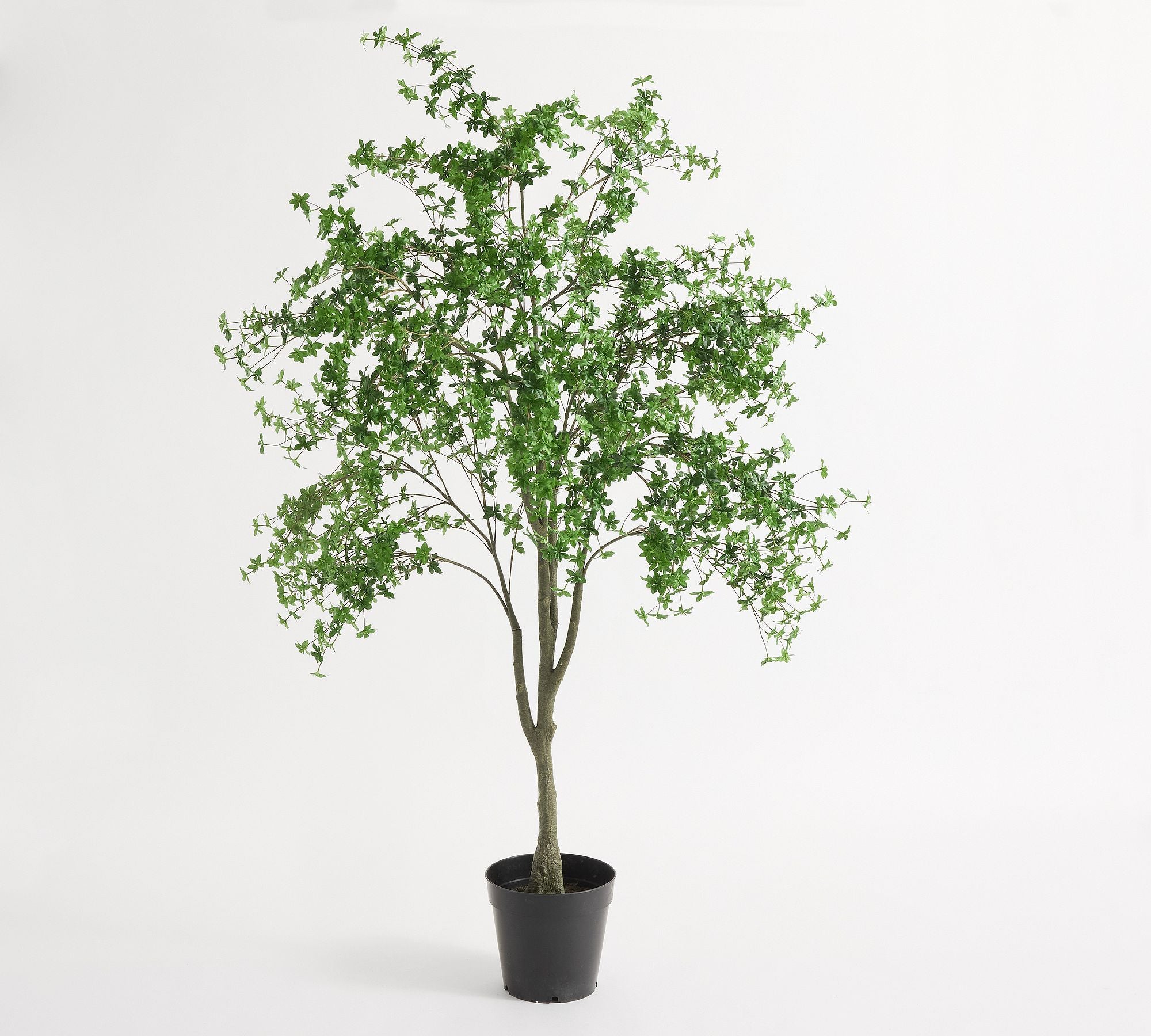 Potted Gypsophilia Tree 8Ft
