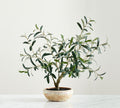Faux Potted Olive House Plant