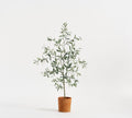 Potted Olive Tree 4Ft