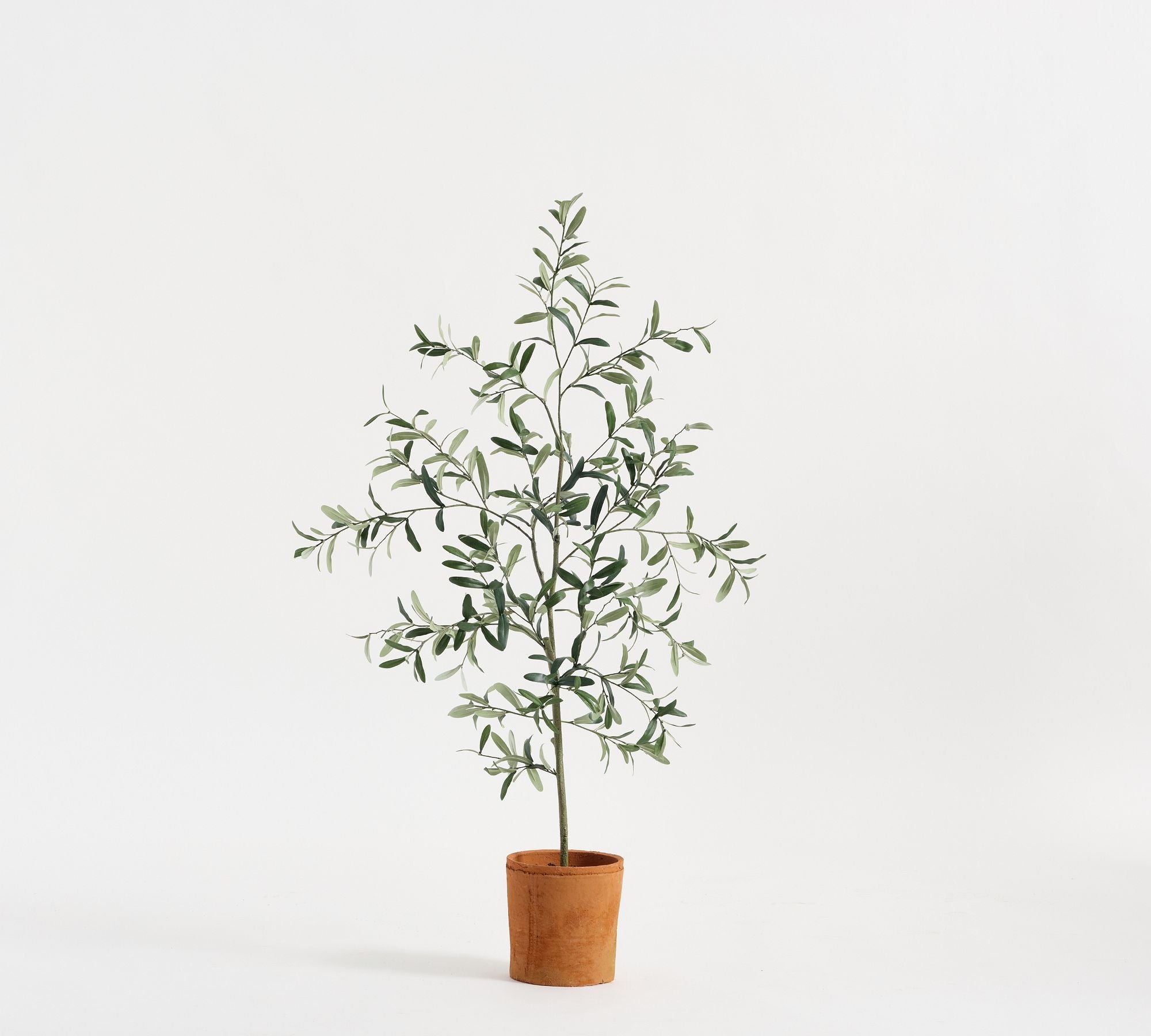 Potted Olive Tree 4Ft