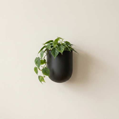 Bender wall planter — studio hero on cream plaster wall