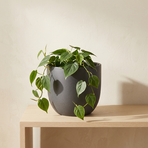 Grant Planter 45-degree angle with trailing philodendron