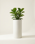 Rowan Tall Cylinder fiberglass planter in limestone white with fiddle-leaf fig on warm white studio backdrop