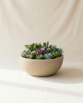 Ellison Low Bowl fiberglass planter in sand with succulent garden on warm white studio backdrop