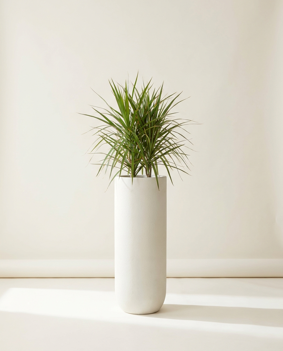 Calder Column fiberglass planter in limestone white with dracaena on warm white studio backdrop