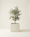 Sloane Cube fiberglass planter in bone with olive tree on warm white studio backdrop