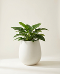 Marlow Egg fiberglass planter in limestone white with philodendron on warm white studio backdrop
