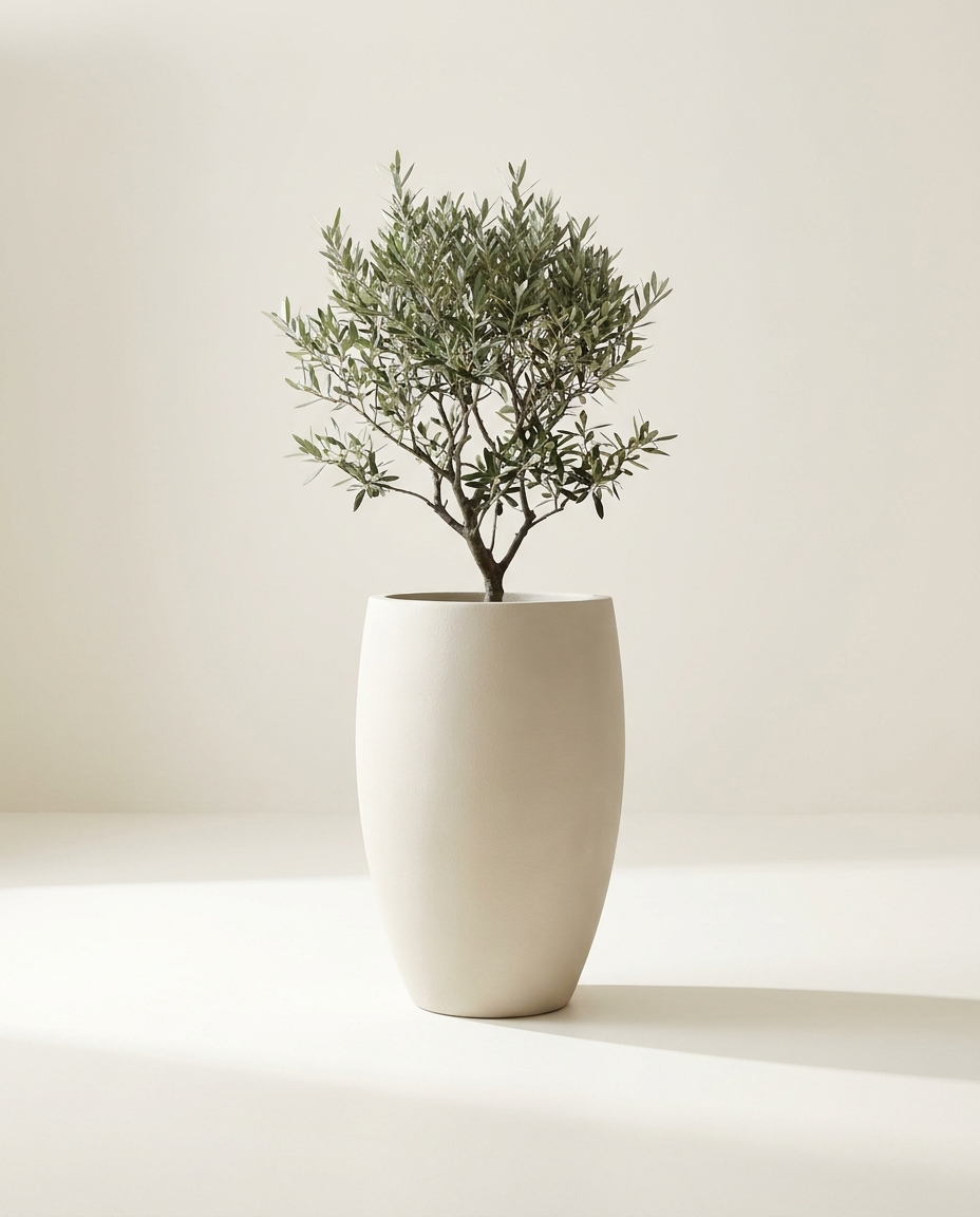 Whitby Vase fiberglass planter in bone with olive tree on warm white studio backdrop