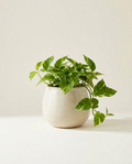 Odessa Ribbed Round stoneware pot in cream with trailing pothos on warm white studio backdrop