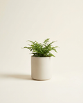 Callis Matte Cylinder stoneware pot in bone with fern on warm white studio backdrop