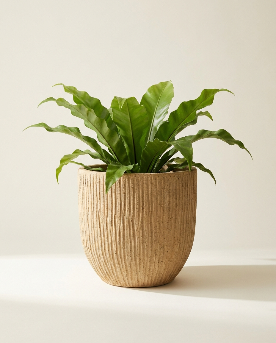 Imara Textured Vessel stoneware planter in sand with bird's nest fern on warm white studio backdrop