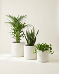 Meridian Set of three graduated fiberglass cylinder planters in limestone white on warm white studio backdrop