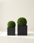 Terrace Duo pair of matte black fiberglass cube planters with boxwood on warm white studio backdrop
