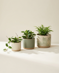 Atrium Trio graduated stoneware pots in cream and sage on warm white studio backdrop