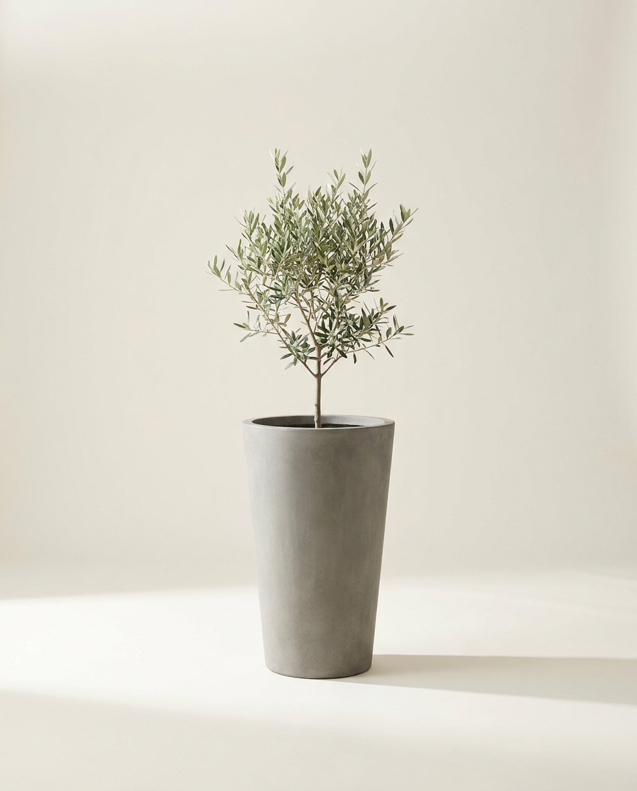 Citadel Tall Taper cast concrete planter in natural grey with olive tree on warm white studio backdrop