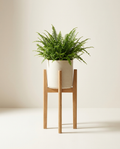Foster Oak Stand solid oak tripod plant stand with ceramic pot and fern on warm white studio backdrop