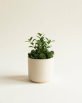 Moss Top Dressing preserved forest moss styled in a cream ceramic pot on warm white studio backdrop