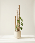 Birch Pole Set natural birch supports with young monstera climbing in a cream ceramic planter