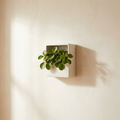 Mira Wall Niche bone ceramic square wall planter with peperomia on plaster wall