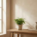 CONCEPT IMAGERY — Talia Footed Urn concept, cream ceramic footed urn planter